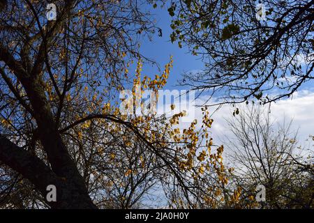 Autumbild mit gelben Blättern auf Ästen mit blauem Himmel im Hintergrund. Schöne bunte Blätter am schönen blauen Himmel. Der Herbst lässt nach Stockfoto