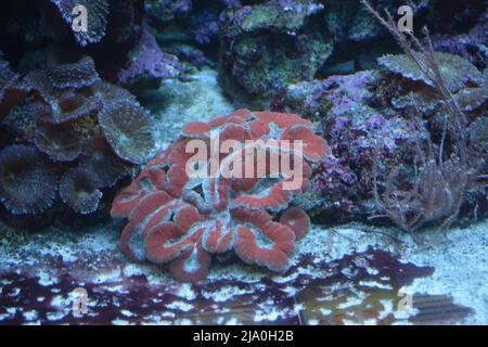 Anemone Magie auf dem Riff. Unterwasseranemone. Stockfoto