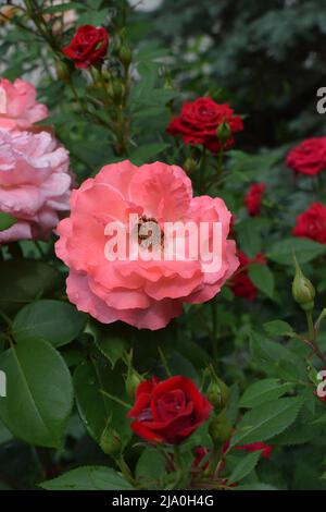 Eine große blühende rosa Rose ist auf dem Zweig im verschwommenen Rosengarten Hintergrund. Selektiver Fokus. Weiche rosa flauschige Gartenrose auf einem dunklen Hintergrund clos Stockfoto
