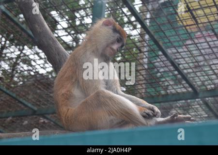 Der im Gras lebende patas-Affe (Erythrocebus patas), auch bekannt als wadi-Affe oder Husarenaffe, ist ein bodenbewohnender Affe aus Gebieten Westafrikas, Stockfoto