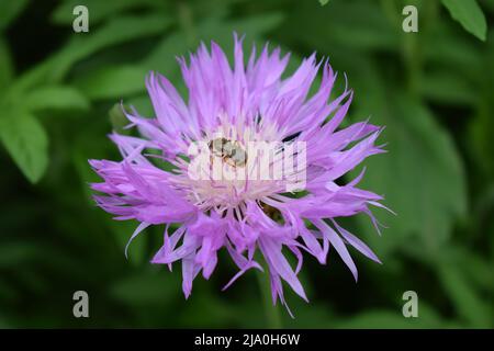 Centaurea dealbata (die persische oder weiße Kornblume) mit Biene. Nahaufnahme schöne lila Blume im Frühlingsgarten auf unscharfem grünem Hintergrund. Stockfoto