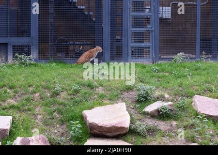 Wilde räuberische gefährliche Katze. Luchs in einem Zoo. Niedliche große Katze. Der eurasische Luchs, lat. Lynx Lynx, ist eine mittelgroße Wildkatze, die von Europa bis zum Cent vorkommt Stockfoto
