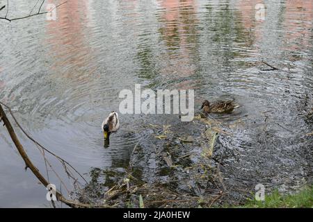 Nahaufnahme zwei wilde Enten schwimmen an einem Frühlingstag im Fluss. Wildtiere. Mallard Enten schwimmen im See. Wildente (Anas platyrhynchos) ist eine taumelnde Ente Stockfoto