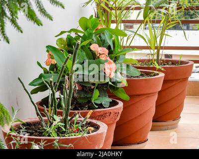 Bunte Blumen wachsen in großen roten Schlammtöpfen in einem Terrassengarten. dehradun, Uttarakhand Indien. Stockfoto