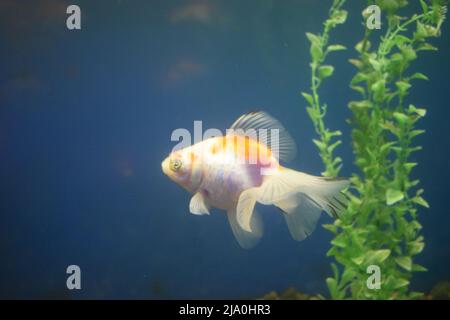 Süßwasseraquariumfische, Goldfische aus Asien im Aquarium.der Goldfisch auf chinesischem Schild bringt Wohlstand und Viel Glück. Goldfisch mit feinem Beautifu Stockfoto
