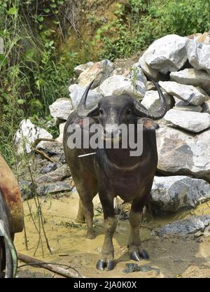 Guwahati, Guwahati, Indien. 26.. Mai 2022. Ein wilder Büffel steht als Forstbeamter tranquilisierte Injektion, die am Donnerstag, 26.. Mai 2022, durch den Fluss Brahmaputra bei Kharguli in Guwahati schwebte.Foto-DASARATH DEKA (Bild: © Dasarath Deka/ZUMA Press Wire) Stockfoto