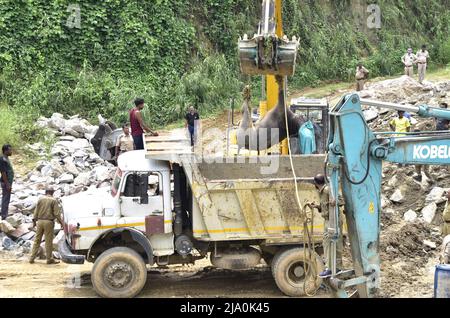 Guwahati, Guwahati, Indien. 26.. Mai 2022. Ein wilder Büffel, der nach der Beruhigung mit einem Fahrzeug angehoben wurde, der am Donnerstag, dem 26.. Mai 2022, durch den Fluss Brahmaputra bei Kharguli in Guwahati Assam India schwebte.Foto-DASARATH DEKA (Bild: © Dasarath Deka/ZUMA Press Wire) Stockfoto