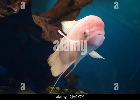 Riesengurami-Fische (Osphronemus goramy) im Aquarium. Wildtiere. Goramy Fische schwimmen in einem bepflanzten Aquarium. Stockfoto