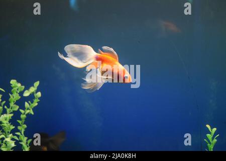 Süßwasseraquariumfische, Goldfische aus Asien im Aquarium.der Goldfisch auf chinesischem Schild bringt Wohlstand und Viel Glück. Goldfisch mit feinem Beautifu Stockfoto