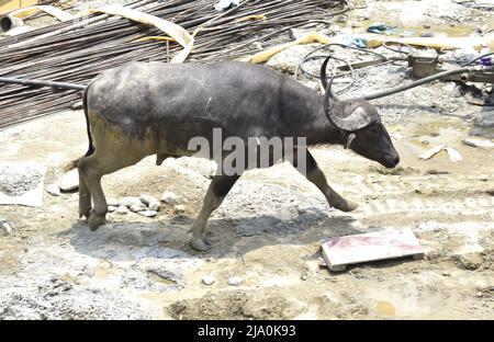 26. Mai 2022, Guwahati, Guwahati, Indien: Ein wilder Buffalo Run, als Forstbeamte tranquilisierte Injektion ausgibt, die am Donnerstag, 26.. Mai 2022, durch den Fluss Brahmaputra bei Kharguli in Guwahati schwebte.Foto-DASARATH DEKA (Bildnachweis: © Dasarath Deka/ZUMA Press Wire) Stockfoto