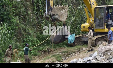 26. Mai 2022, Guwahati, Guwahati, Indien: Ein wilder Büffel wird nach der Beruhigung mit einem Fahrzeug gehoben, der am Donnerstag, dem 26.. Mai 2022, durch den Fluss Brahmaputra bei Kharguli in Guwahati Assam Indien schwebte.Foto-DASARATH DEKA (Bild: © Dasarath Deka/ZUMA Press Wire) Stockfoto