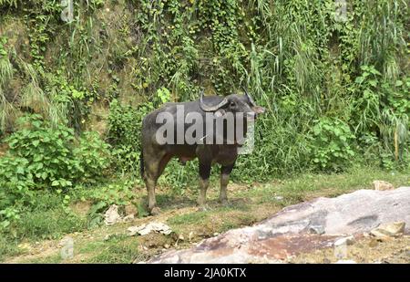 Guwahati, Guwahati, Indien. 26.. Mai 2022. Ein wilder Büffel steht als Forstbeamter tranquilisierte Injektion, die am Donnerstag, 26.. Mai 2022, durch den Fluss Brahmaputra bei Kharguli in Guwahati schwebte.Foto-DASARATH DEKA (Bild: © Dasarath Deka/ZUMA Press Wire) Stockfoto