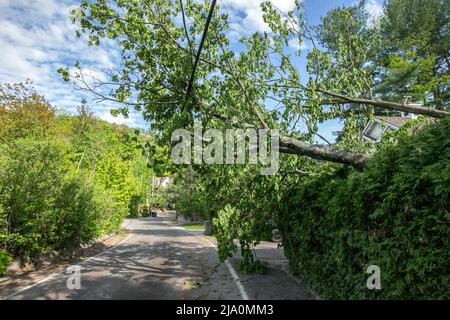 Zerstörung nach dem Sturm zurückgelassen. Stockfoto