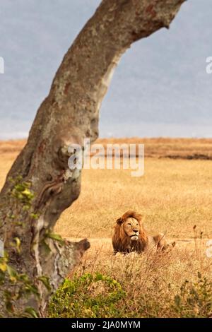 Ein erwachsener männlicher Löwe liegt auf dem Gras im Ngorongoro Krater Schutzgebiet, Tansania, Afrika. Stockfoto