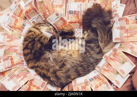 Eine niedliche tabby Katze, die aus der Zunge ragt, schläft süß in Banknoten im Nennwert von fünftausend Rubel. Weichfokus. Sehen Sie Reichtum in einem Traum Stockfoto