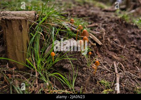 Ungenießbare Pilze Conocybe wächst zwischen einem grünen Gras auf einem Fußweg. Geringe Schärfentiefe, Madeira, Portugal Stockfoto