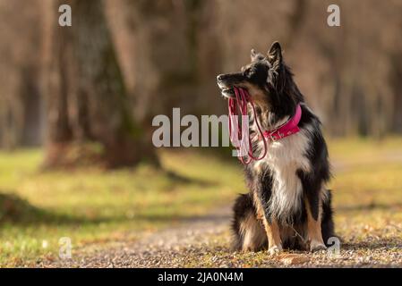 Der australische Schäferhund hält eine Leine im Mund und wartet auf einen Spaziergang im Herbst der Saison Stockfoto