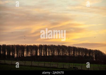 Sonnenaufgang hinter einer Baumreihe, Fife, Schottland Stockfoto