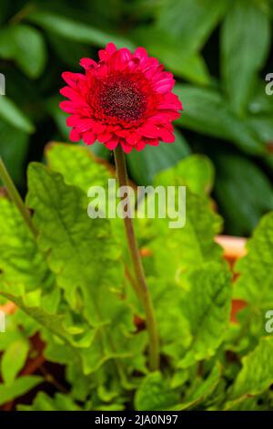 Eine rote Gerbera-Gänseblümchen, die im August in Schottland blüht Stockfoto