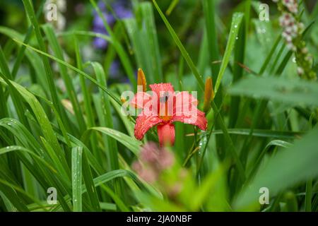 Nahaufnahme einer orangefarbenen Taglilie mit Wassertropfen auf den Blütenblättern Stockfoto