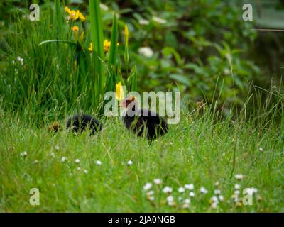 Baby Coot in den Gräsern an der Seite eines Teiches Stockfoto