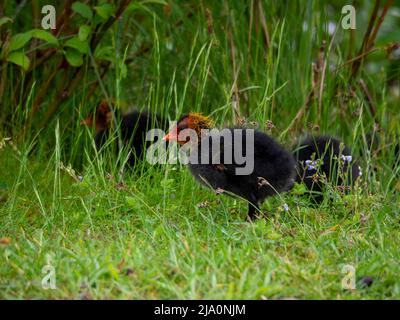 Baby Coot in den Gräsern an der Seite eines Teiches Stockfoto