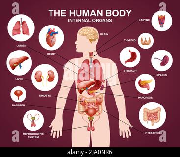 Innere menschliche Organe Silhouette Komposition mit menschlichen Körper innere Organe Überschrift und Beschreibungen in Kreisen Vektor-Illustration Stock Vektor
