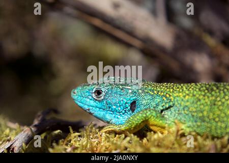 WESTERN Green Lizard (Lacerta bilineata), Lozere, Frankreich Stockfoto