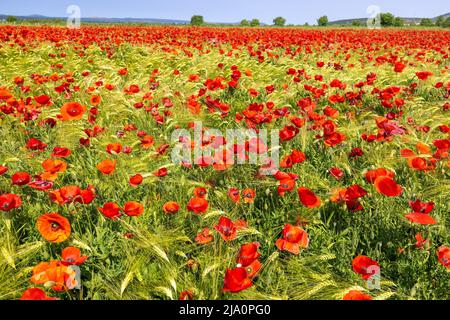 Ein Weizenfeld mit rotem Mohnblumen in Vrana, Kroatien Stockfoto