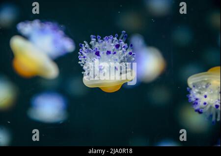 Gebratene Eierqualle, auch bekannt als Eigelb-Qualle, Phacellophora camtschatica beim Schwimmen im Aquarium-Gelee-Fischbecken Stockfoto