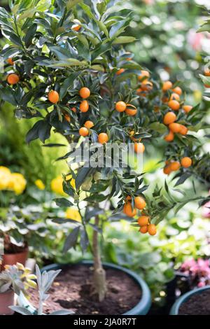 Zitrusbäume mit Früchten im Topf und Blumen zum Verkauf im Gartenladen. Blumengeschäft im Freien. Stockfoto