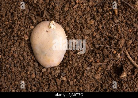 Pflanzen gesprossene Kartoffeln in den Boden oder Boden, Vorbereitung für den Gemüseanbau im Garten, aus mit Kopieplatz genommen Stockfoto