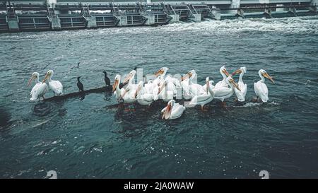 Heller Frühlingstag mit pelikanischen Vögeln, die in der Sonne am Fuchsfluss am Damm und an der Brücke sitzen. Stockfoto