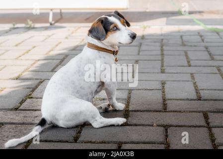 Der Hund läuft in einem Kragen sitzt auf dem Bürgersteig. Seitenansicht. Stockfoto