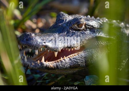 Nahaufnahme eines Caiman (Yacare Caiman) im Ibera Nationalpark, Provinz Corrientes, Argentinien. Stockfoto