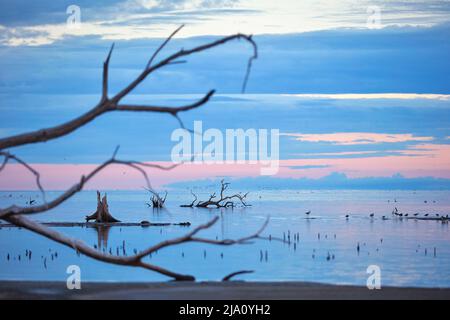 Trockene Bäume im Salzwasser der Laguna Mar Chiquita im Nationalpark Ansenuza, Miramar, Cordoba, Argentinien. Stockfoto