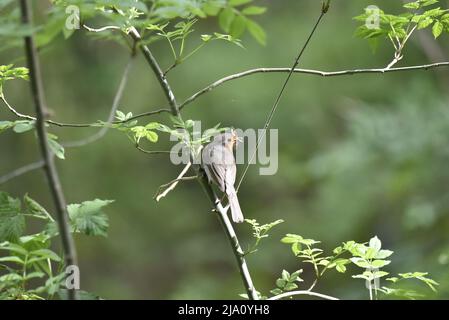 Rückansicht des Europäischen Robin (Erithacus rubecula), der auf einem vertikalen Zweig mit dem Kopf nach rechts gedreht und mit einer Fliege im Schnabel gegen das Grün getragen wird Stockfoto