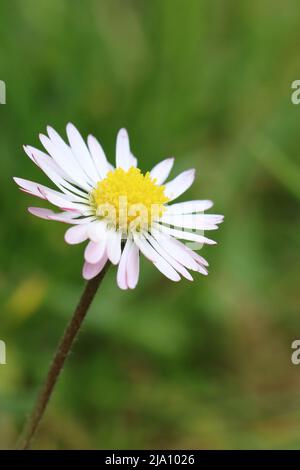 Nahaufnahme einer einzelnen weißen Gänseblümchen vor einem grün unscharfen Hintergrund Stockfoto