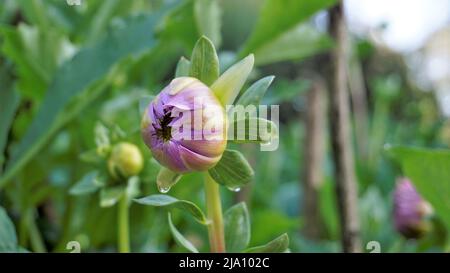 Schöne Blumen von Dahlia pinnata auch bekannt als gefiedert, Hypnotica mit grünem Garten Hintergrund. Stockfoto