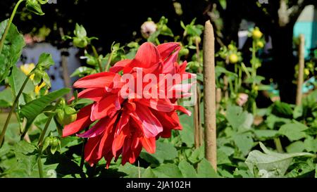 Schöne Blumen von Dahlia pinnata auch bekannt als gefiedert, Hypnotica mit grünem Garten Hintergrund. Stockfoto