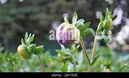 Schöne Blumen von Dahlia pinnata auch bekannt als gefiedert, Hypnotica mit grünem Garten Hintergrund. Stockfoto