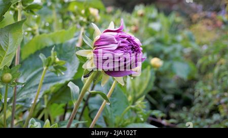 Schöne Blumen von Dahlia pinnata auch bekannt als gefiedert, Hypnotica mit grünem Garten Hintergrund. Stockfoto