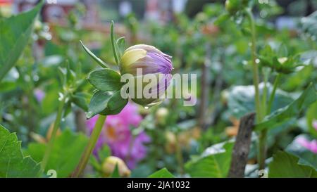 Schöne Blumen von Dahlia pinnata auch bekannt als gefiedert, Hypnotica mit grünem Garten Hintergrund. Stockfoto