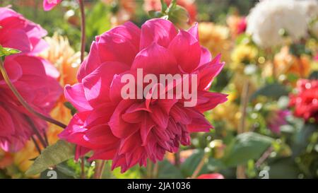 Schöne Blumen von Dahlia pinnata auch bekannt als gefiedert, Hypnotica mit grünem Garten Hintergrund. Stockfoto