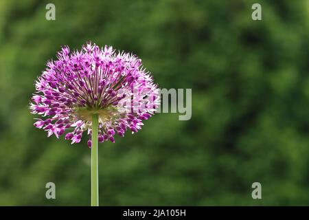 Nahaufnahme einer schönen sonnendurchfluteten violetten Alliumblume vor einem grünen verschwommenen Hintergrund mit Blick von schräg unten und einem Kopierbereich rechts Stockfoto