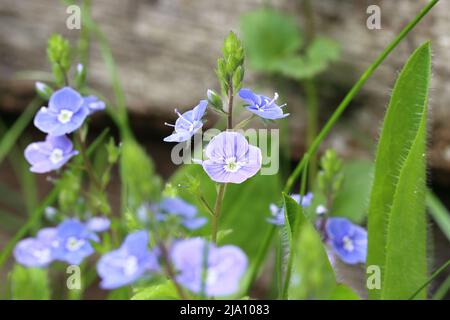 Nahaufnahme von kleinen blauen Veronica-Chamaedrys-Blüten vor einem natürlichen, unscharfen Hintergrund, selektiver Fokus Stockfoto