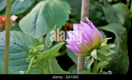 Schöne Blumen von Dahlia pinnata auch bekannt als gefiedert, Hypnotica mit grünem Garten Hintergrund. Stockfoto