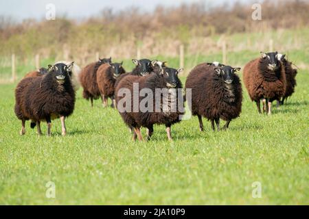 Dachs Gesicht Welsh Mountain Schafe auf dem Feld Stockfoto