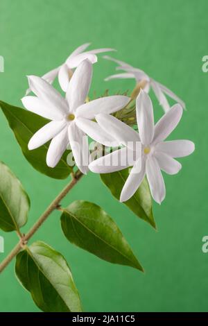 Weiße, gewöhnliche Jasminblüten auf grünem Hintergrund, am meisten duftende, blühende Blumenpflanze aus der Nähe, aufgenommen in geringer Tiefenschärfe Stockfoto