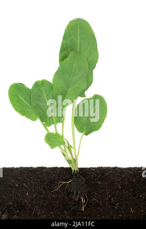 Spinatpflanze mit Blättern, die im Boden wachsen, Querschnittsansicht mit Wurzel. Bio-Lebensmittel reich an Antioxidantien Vitamine Mineralien für das Immunsystem. Stockfoto